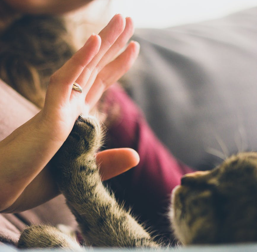 cat giving a high five